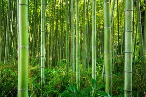 Bambus, który zostanie przerobiony na deskę bambusową