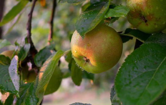 charakterystyka jabłoni szara reneta